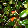 Little Goldfish (Nematanthus gregarius)