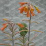 Kalanchoe delagoensis
