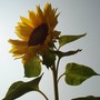 sunflower (Helianthus annuus (Sunflower))
