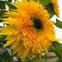 panache sunflowers (Helianthus annuus (Sunflower))