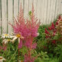 astilbe