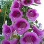 foxglove (Digitalis purpurea (Common foxglove))