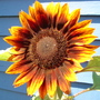 sunflower-ring of fire.