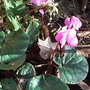 Cyclamen repandum