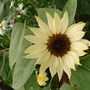 white sunflower