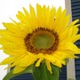 sunflower. 
