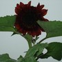 Sunflower.