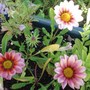 gazania