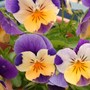 violas. 