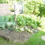 veg plot