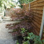 acer palmatium"bloodgood"