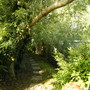view behind screen at back of pond