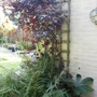purple oranamental grape vine (Vitis vinifera purpurea)