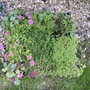 vertical wall planting