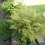 shady border on patio