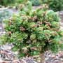 Abies lasiocarpa 'Logan Pass' (Abies lasiocarpa (alpine fir))