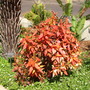 Acalypha wilkesiana - Unknown variety (Acalypha wilkesiana - Unknown variety)