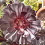 Pot Plant