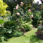 A garden flower photo