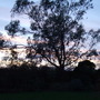 Eucalyptus