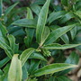 Sarcococca