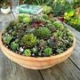 Sempervivum