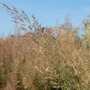 Calamagrostis brachytricha (Calamagrostis brachytricha)