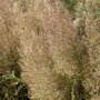 Calamagrostis brachytricha (Calamagrostis brachytricha)