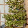 Rhododendron obtusum