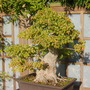 Acer buergerianum - bonsai (Acer buergerianum)