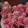 Sedum x rubrotinctum
