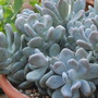 Pachyphytum