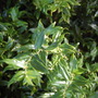 Sarcococca confusa