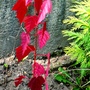 Acer ginnala (Amur Maple) sapling (Acer ginnala)