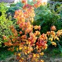 Acer ginnala tree (Acer ginnala)