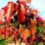 Acer ginnala leaves (Acer ginnala)