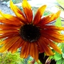 Last sunflower picture (Helianthus annuus (Sunflower))
