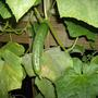 Cucumber