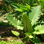 Alocasia portadora  (Alocasia portadora)