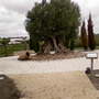 Olea europaea