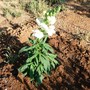 Snapdragon (White) (Antirrhinum Majus)