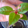 3 pair fuchsia leaf