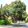 Ficus rubiginosa - Rusty Fig  (Ficus rubiginosa)