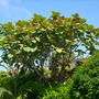 Ficus auriculata - Roxburgh Fig (Ficus auriculata)