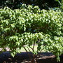Bixa orellana - Achiote Tree (Bixa orellana)