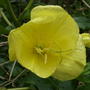 Oenothera biennis