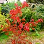 Acer ginnala tree (Acer ginnala)