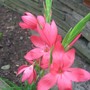 Schizostylis