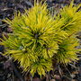 Pinus mugo 'Jalubi' (common name; Mugo pine, or Dwarf mountain pine)