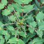 One to look forward to (Mahonia bealei (Leatherleaf Mahonia))